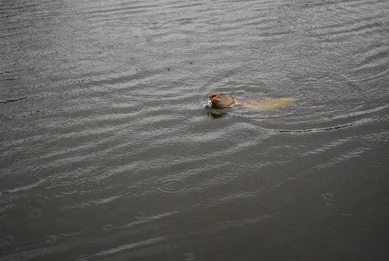Manor Farm Coarse Fishing Anglers of the Future (26).jpg